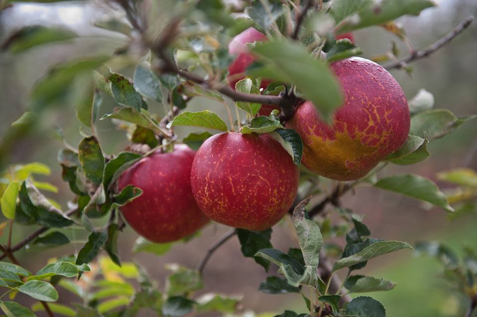 Mad Dog Craft Cider magyar almából - Kocsmaturista