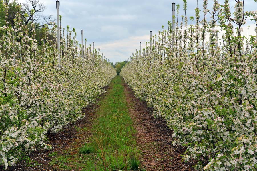 Virágzó "cider ültetvény" - Mad Dog Craft Cider